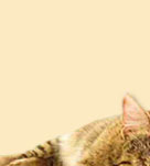 Tierkommunikation - Angela Neumann