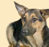 Tierkommunikation - Angela Neumann